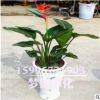批發(fā)天堂鳥盆栽 盆栽綠植花卉 鶴望蘭 又名天堂鳥 觀賞高檔綠植