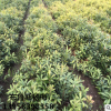 楊梅苗2年生黑炭東魁荸薺烏梅浙江慈溪產(chǎn)地嫁接果樹苗木批發(fā)
