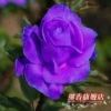 進口紫玫瑰苗【紫霞】純天然生長,當年開花 二年花苗