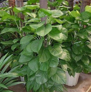 大葉綠蘿 有綠色進化器之美稱 室內(nèi)盆栽植物 四季常青花卉