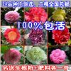 室內(nèi)盆栽植物花卉 茶花樹苗木3年 年宵有氧綠植多種選擇 2顆包郵