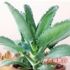 特價熱賣 夏季特別推出【落地生根】稀少的盆栽花卉 成活率100%