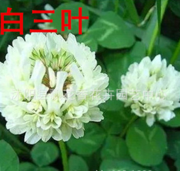 批發優質草坪種子 三葉草種子 草種草籽暖季型 低價 保質保量