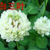 批發(fā)優(yōu)質(zhì)草坪種子 三葉草種子 草種草籽暖季型 低價 保質(zhì)保量