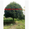 桂林桂花樹 供應廣西桂花樹 米經18-25公分高桿桂花樹