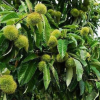 庭院種植板栗樹苗 兩年結(jié)果 大紅袍油栗苗 基地新品種果樹中苗