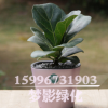 觀葉琴葉榕 大圓葉室內盆栽大植物凈化易養(yǎng)花卉綠植 琴葉榕盆栽