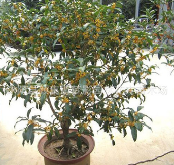 桂花樹苗批發庭院盆栽裝飾桂花樹貨源足 桂花樹 大型工程苗