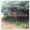 優(yōu)價處理一批行道杜英樹苗胸徑5 6 7 庭院庭蔭 工程綠化防護樹