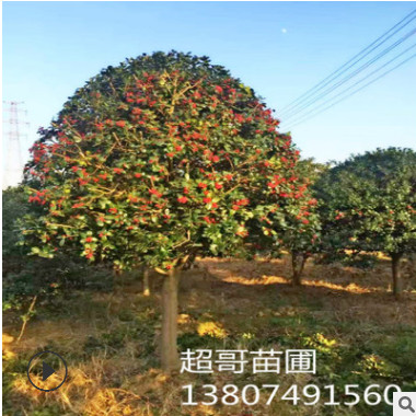 無刺枸骨樹 造型無刺枸骨 獨桿無刺枸骨 基地直銷胸徑10-15公分