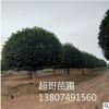 超哥苗圃 供應優質八月桂花樹胸徑15cm 規格齊全 全國各地供應