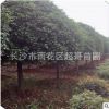 基地直銷園林常綠苗木月月桂、八月桂、紅花丹桂樹苗 規格齊全