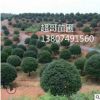 湖南苗圃批發(fā)優(yōu)質(zhì)桂花特價(jià)八月桂胸徑5 6 7 8 910cm常綠灌木喬木