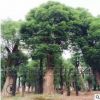湖南超哥苗圃供應(yīng)移栽香樟 園林常綠喬木全冠香樟 大香樟樹
