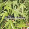 苗圃直銷 青楓樹苗 青楓小苗 庭院種植 量大優(yōu)惠30-80高