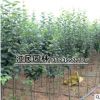 苗圃直銷西府海棠小苗 根系發(fā)達 現(xiàn)貨充足 綠化苗木 西府海棠