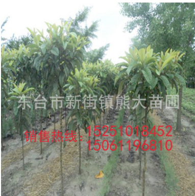 專業(yè)種植大五星枇杷樹(shù) 白沙大果型 南北種植 基地批發(fā)