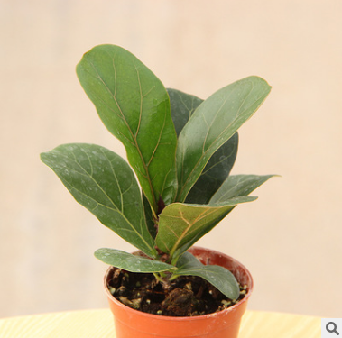 琴葉榕 像提琴葉橡皮樹 大圓葉植物 高檔室內(nèi)大型盆栽綠植