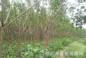 綠化苗木花卉花灌木色塊宿根類花卉苗木 重陽(yáng)木 重陽(yáng)木批發(fā)