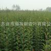 批發供應綠化工程苗木行道樹景觀高桿樹苗小苗大葉女貞苗