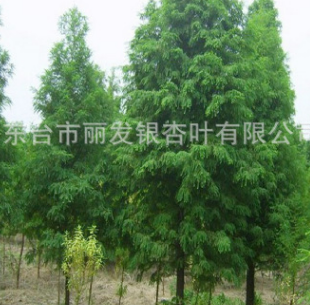 批發供應水杉 水杉樹 工程綠化苗木 各種規格水杉樹
