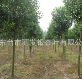 基地常年批發大葉女貞 高桿女貞 大葉女貞小苗
