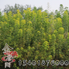 基地行道樹復葉槭批發 盆栽庭院 園林綠化 落葉喬木復葉槭