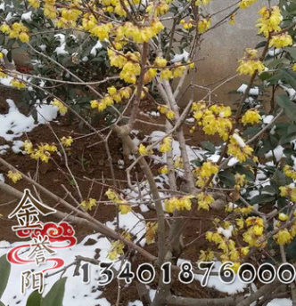 臘梅苗批發工程綠化苗木蠟梅苗 臘梅小苗 規格齊全 園林觀賞植物