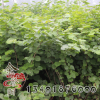 批發基地紫荊 紫荊小苗 紫荊樹苗批發 綠化工程 紫荊規格齊全
