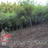 紅櫸工程綠化苗 紅櫸苗 盆栽庭院 園林綠化 行道樹 規格全