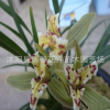 名貴稀有蘭花碧玉素 云南蓮瓣蘭原生老種辦公室植物盆栽室內(nèi)花卉