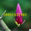 批發(fā)玉蘭樹苗玉蘭小苗紫玉蘭白玉蘭黃玉蘭二喬玉蘭花苗當(dāng)年開花