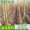 產(chǎn)地直銷(xiāo)楊樹(shù)苗 優(yōu)質(zhì)速生楊樹(shù)苗 綠化苗楊樹(shù) 量大從優(yōu) 規(guī)格齊全