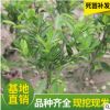 山東自產(chǎn)自銷(xiāo)橘子苗 桔子樹(shù)苗 果樹(shù)砂糖橘現(xiàn)貨批發(fā)