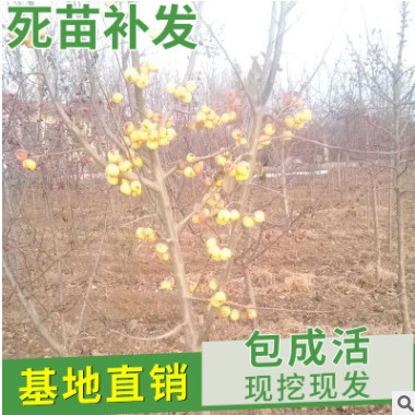 山東自產(chǎn)自銷 長(zhǎng)壽果樹(shù)苗品種 冬紅果樹(shù)苗批發(fā)