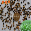 批發優質牧草種子 蘇丹草種子 蘇丹草凈籽 品種齊全 量大優惠