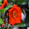 批發(fā)優(yōu)質(zhì)嫁接石榴綠化果樹苗 庭院園林種植超大籽石榴苗味甜多汁