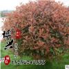 批發(fā)紅葉石楠球 精品紅葉石楠 基地直銷工程綠化苗木 規(guī)格齊全
