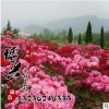 批發(fā)庭院綠植苗木 精品豐花月季 紅帽子月季盆栽地栽苗 量大從優(yōu)