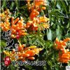 批發(fā)供應(yīng)優(yōu)質(zhì)美國凌宵花苗 攀援花卉 藤本植物 凌霄苗 基地發(fā)貨