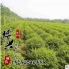 供應(yīng)優(yōu)質(zhì)園林工程綠化苗木小葉女貞球 基地直銷 小葉女貞球苗木