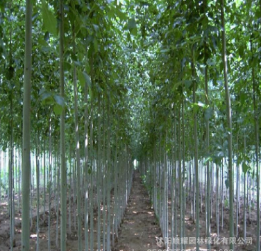 優(yōu)質(zhì)綠化工程苗木批發(fā) 白蠟樹價格 量大從優(yōu)