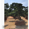 精品日本羅漢松樹 精品15至70公分 批發(fā)羅漢松