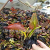 基地睡蓮直銷 睡蓮根塊 水生植物批發 自產自銷 睡蓮水培植物花卉