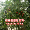 批發(fā)棗樹苗 嫁接棗樹樹苗 工程綠化冬棗樹苗品種齊全 量大優(yōu)惠