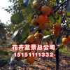 批發(fā) 嫁接柿子樹苗 柿子樹苗磨盤柿子苗 日本甜柿子苗果樹苗