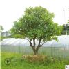 福建雞蛋花苗木批發 園林景觀綠化工程風景樹 多種規格基地種植