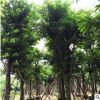 造型大葉榕多年樹齡 宏景園林種植基地 供應(yīng)批發(fā)雄偉粗壯庭蔭樹