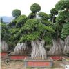 宏景園藝榕樹樁景批發 景觀樹多種規格造型樹 福建小葉榕樹苗木