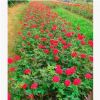 豐花月季盆栽 苗木直銷 園林綠化苗木 批發價格 大花月季